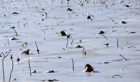 Broken lotus flowers on the snow