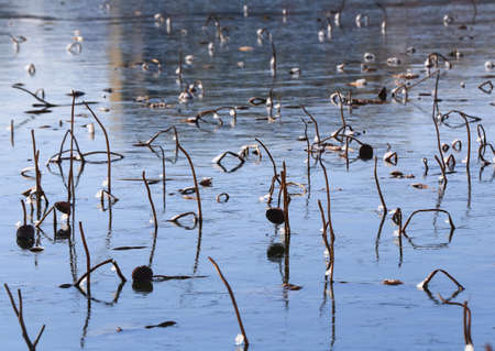 Broken lotus flowers on the snow