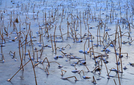 Broken lotus flowers on the snowの写真素材