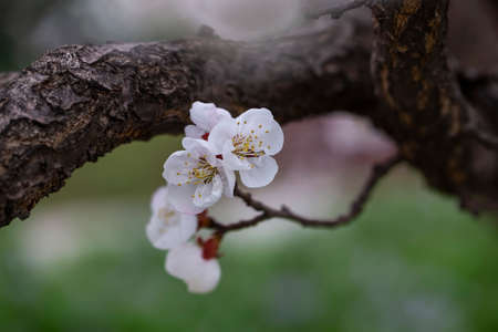 Blooming white flowers in the garden