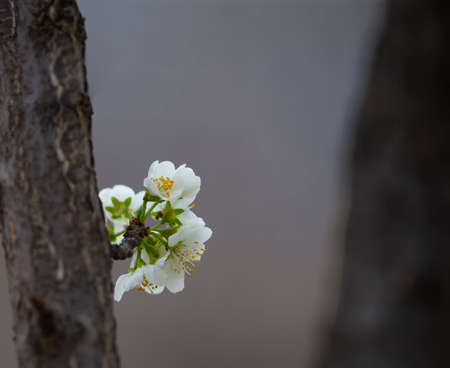 Blooming white flowers in the gardenの写真素材