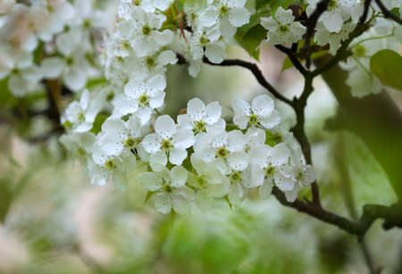 White pear flowers in full bloom at the garden