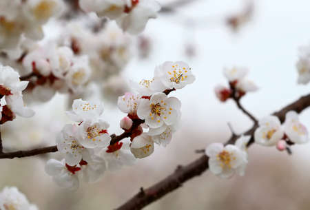 Blooming white flowers in the garden