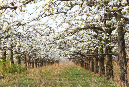 The pear trees bloom in the orchardの写真素材
