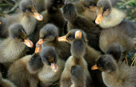 A closeup shot of many ducklings togetherの写真素材