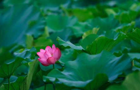 Lotus in full bloom, in the parkの写真素材