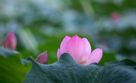 Lotus in full bloom, in the park in the pondの写真素材
