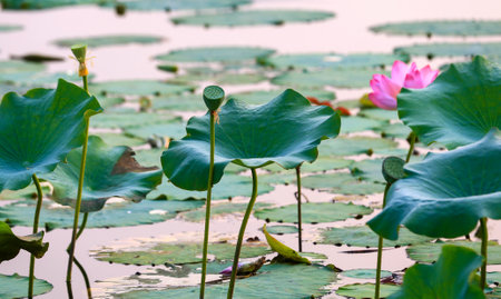 Lotus in full bloom, in the park in the pondの写真素材