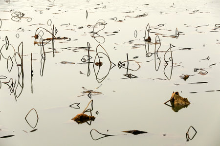 Broken lotus flowers in the waterの写真素材