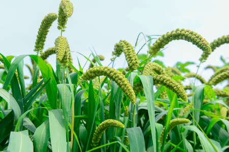Growing millet, in the fieldの写真素材