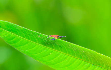 A weevil perched on a green leaf