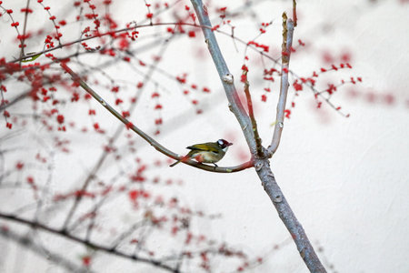 Chinese bulbul bird, Stay on the branchesの写真素材
