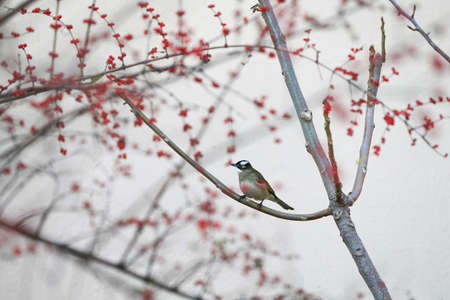 Chinese bulbul bird, Stay on the branchesの写真素材