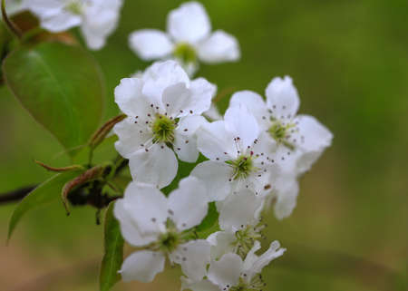 The pear blossoms are in full bloom in the orchardの写真素材