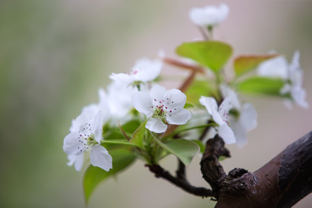 The pear blossoms are in full bloom in the orchardの写真素材
