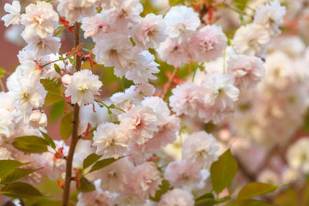 Cherry blossoms in full bloom, close-up photosの写真素材