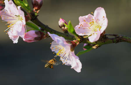Bees gather honey on flowersの写真素材