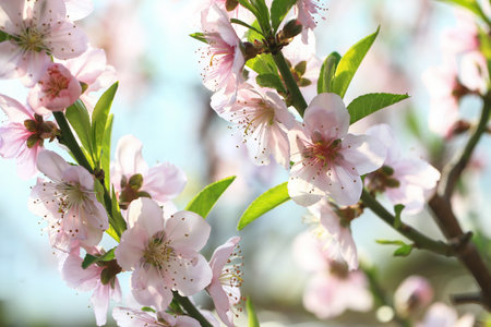 Peach blossoms in full bloom, indoorsの写真素材