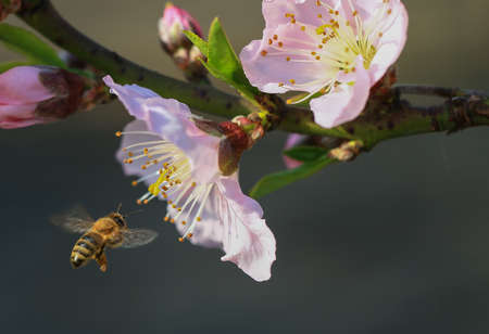 Bees gather honey on flowersの写真素材