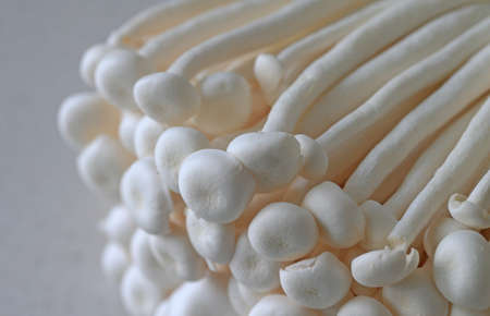 Many fresh mushrooms, close-up photos