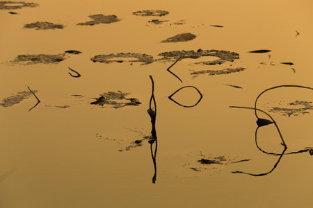 Broken lotus flower, in the waterの写真素材