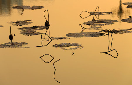 Broken lotus flower, in the waterの写真素材