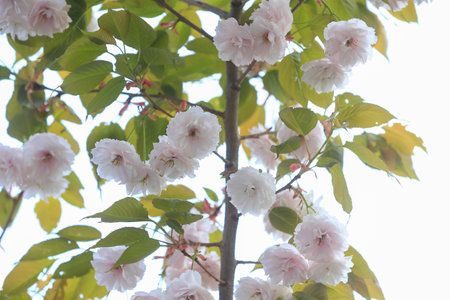 The cherry blossoms are in full bloom in the gardenの写真素材
