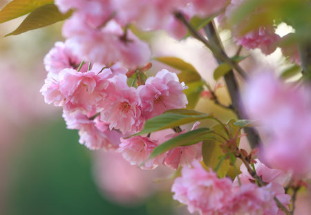 The cherry blossoms are in full bloom in the gardenの写真素材