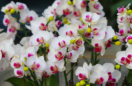 Butterfly Orchids in full bloom, in the greenhouseの写真素材