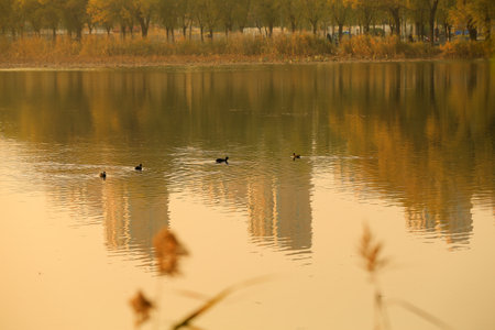 Several aquatic chickens are swimming in the waterの写真素材