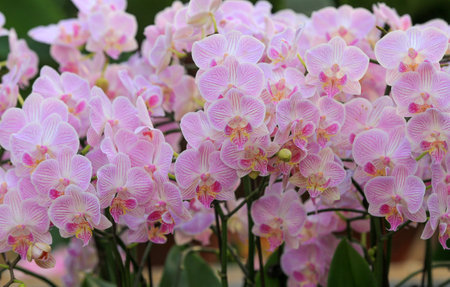 Butterfly Orchids in full bloom, in the greenhouseの写真素材