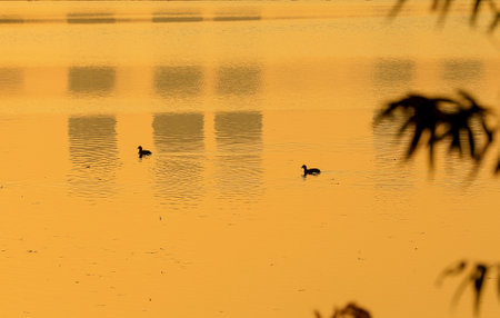 Several aquatic chickens are swimming in the water