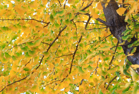 Beautiful ginkgo leaves in autumn