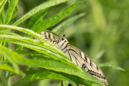 A beautiful butterfly perches on a grass branchの写真素材
