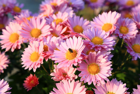 Many blooming chrysanthemums in the park outdoorsの写真素材