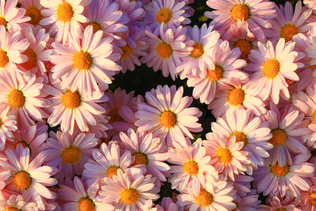 Many blooming chrysanthemums in the park outdoorsの写真素材