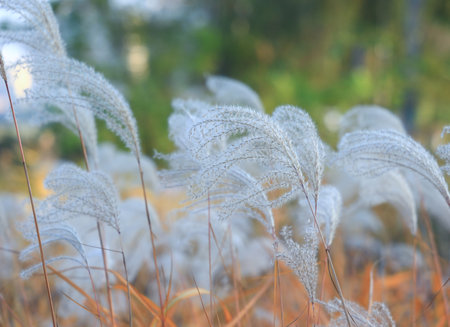 Many beautiful reeds in outdoor parksの写真素材