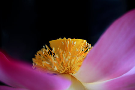 Blooming lotus flowers, close-up photoの写真素材