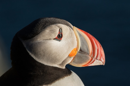 Puffin portrait in Latrabjarg Cliffs, Icelandの写真素材