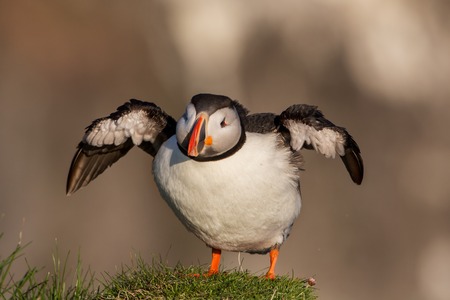 Puffin with open wings (Fratercula arctica), Farne islands, Scotlandの写真素材