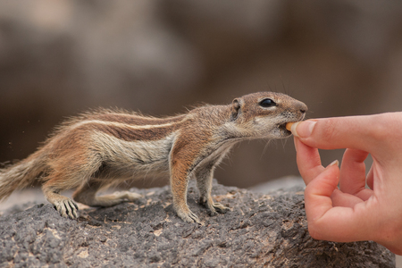 Barbary ground squirrel eating from the hand (atlantoxerus getulus), Fuerteventura, Canary Islandsの写真素材