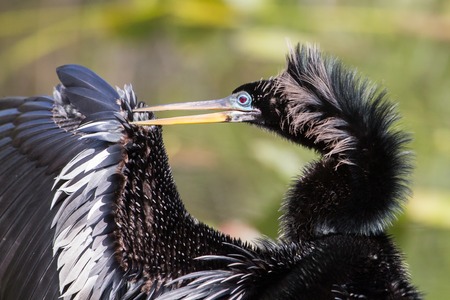 Anhinga portrait (Anhinga anhinga), Everglades National Park, Floridaの写真素材