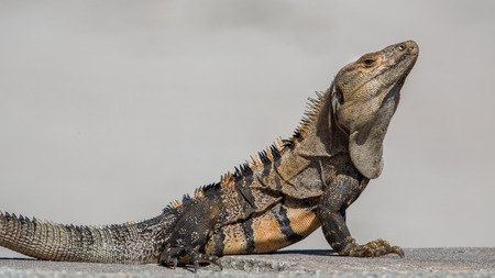 Black iguana (Ctenosaura similis), Key Biscayne, Florida