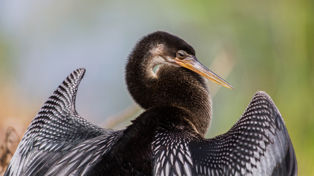 Anhinga portrait (Anhinga anhinga), Everglades National Park, Florida