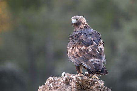 Golden eagle (Aquila chrysaetos), Andalusia, Spainの写真素材