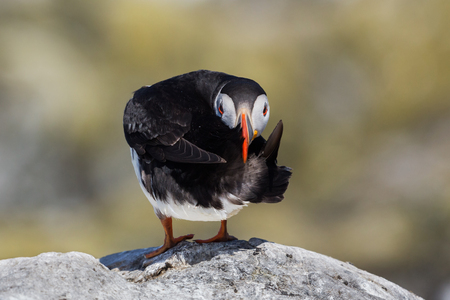 Puffin (Fratercula arctica), Farne islands, Scotlandの写真素材
