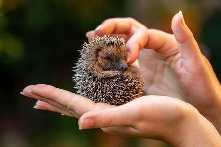 A woman hand holding a little hedgehogの写真素材