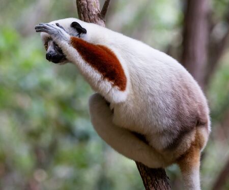 Verreaux's sifaka close up (Propithecus verreauxi), Andasibe National Park, Madagascarの写真素材