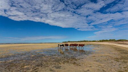 Zebu crossing a lagoon on the beach, Anakao, Nosy Satrana, Madagascarの写真素材