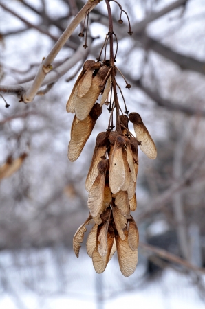 seed of acacia in winterの写真素材